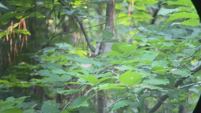 Prothonotary Warbler - ML486078251