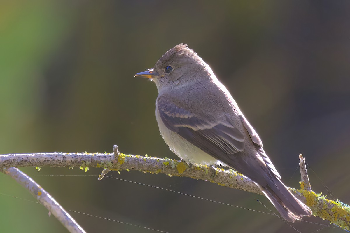 Blasskehl-Schnäppertyrann - ML486078281