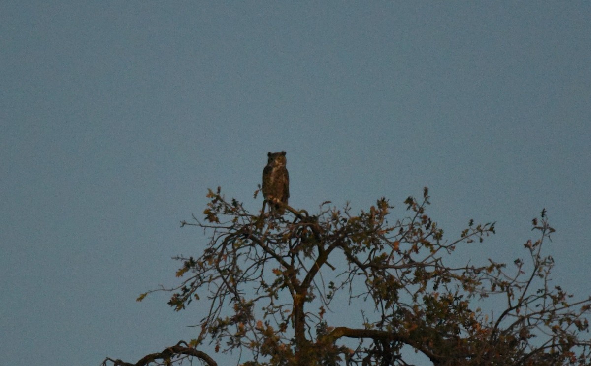 Great Horned Owl - ML486079051