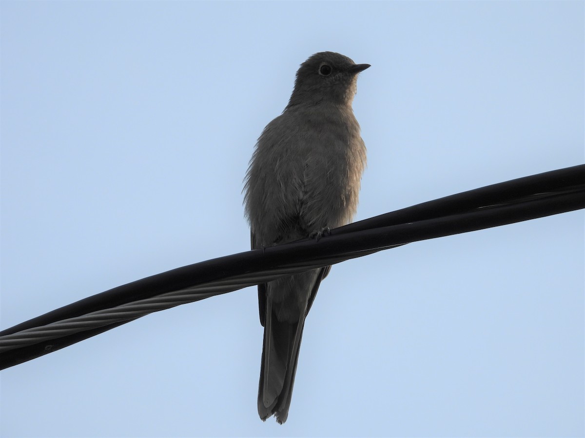 Townsend's Solitaire - ML486079281