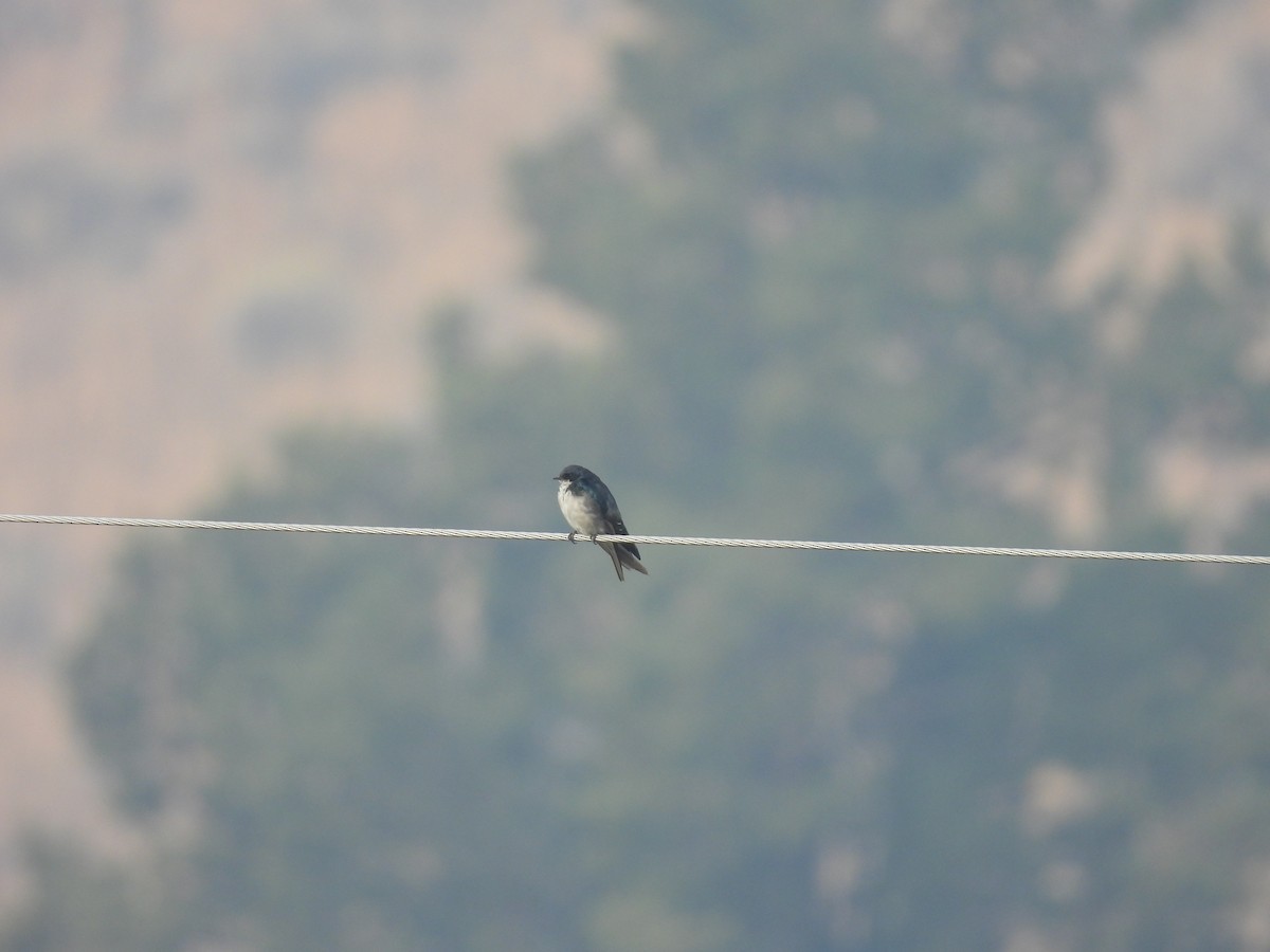 Golondrina Bicolor - ML486079431