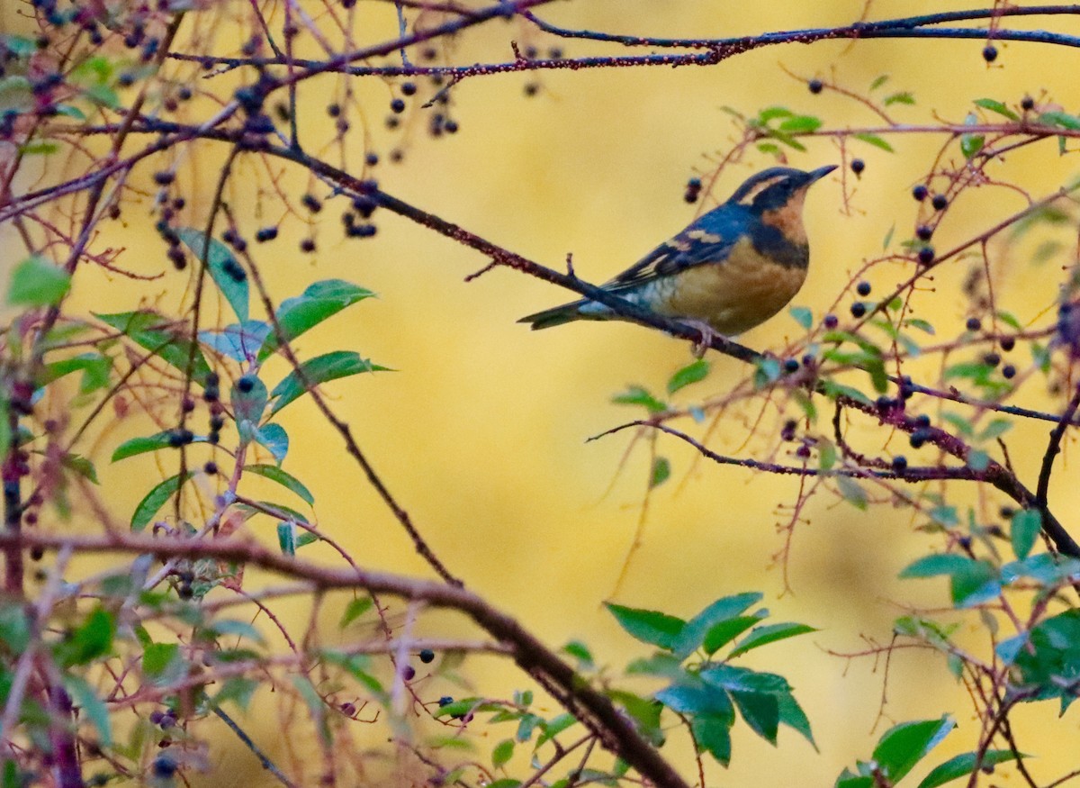 Varied Thrush - ML486079571