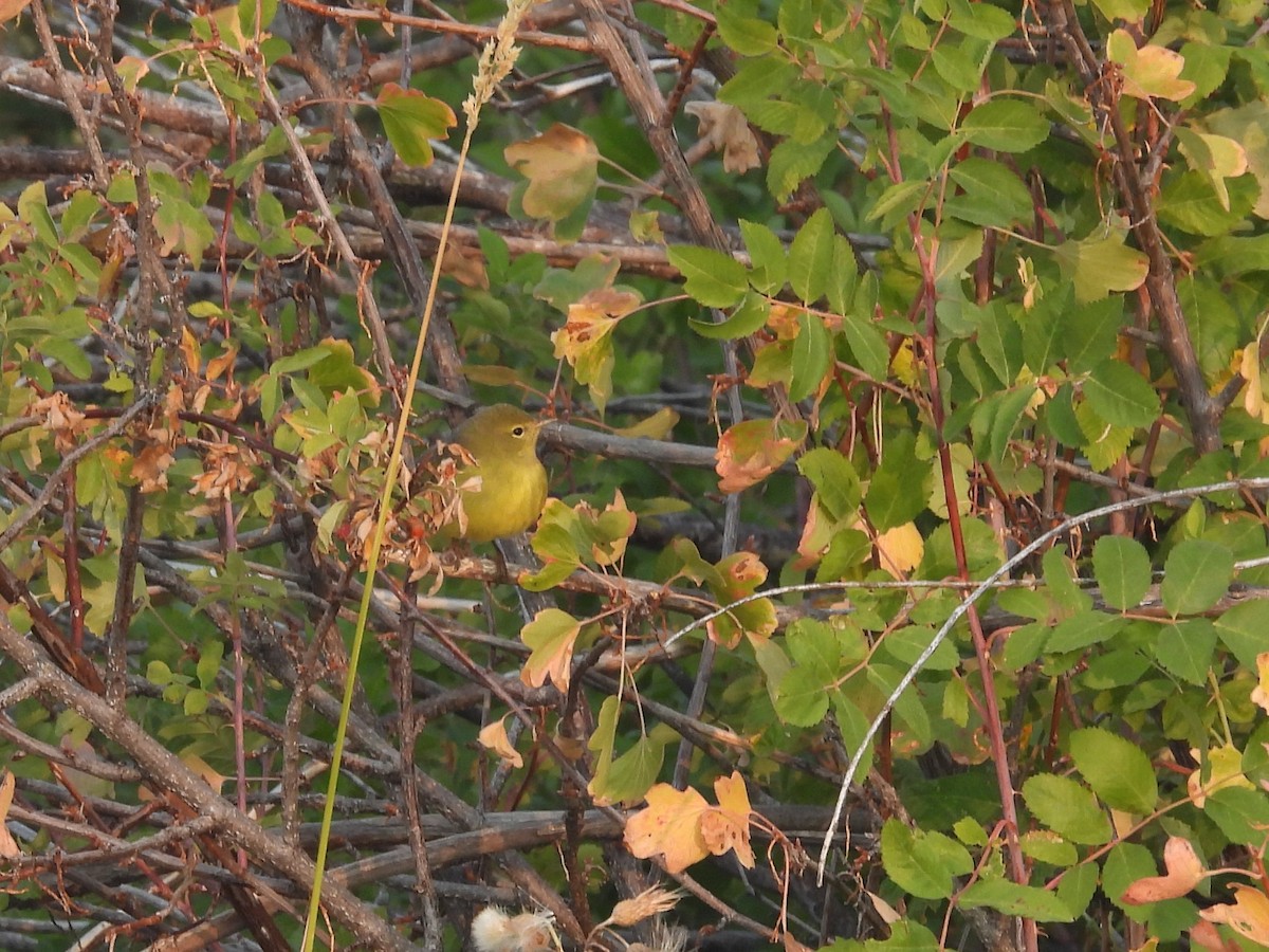 Orange-crowned Warbler - ML486079681