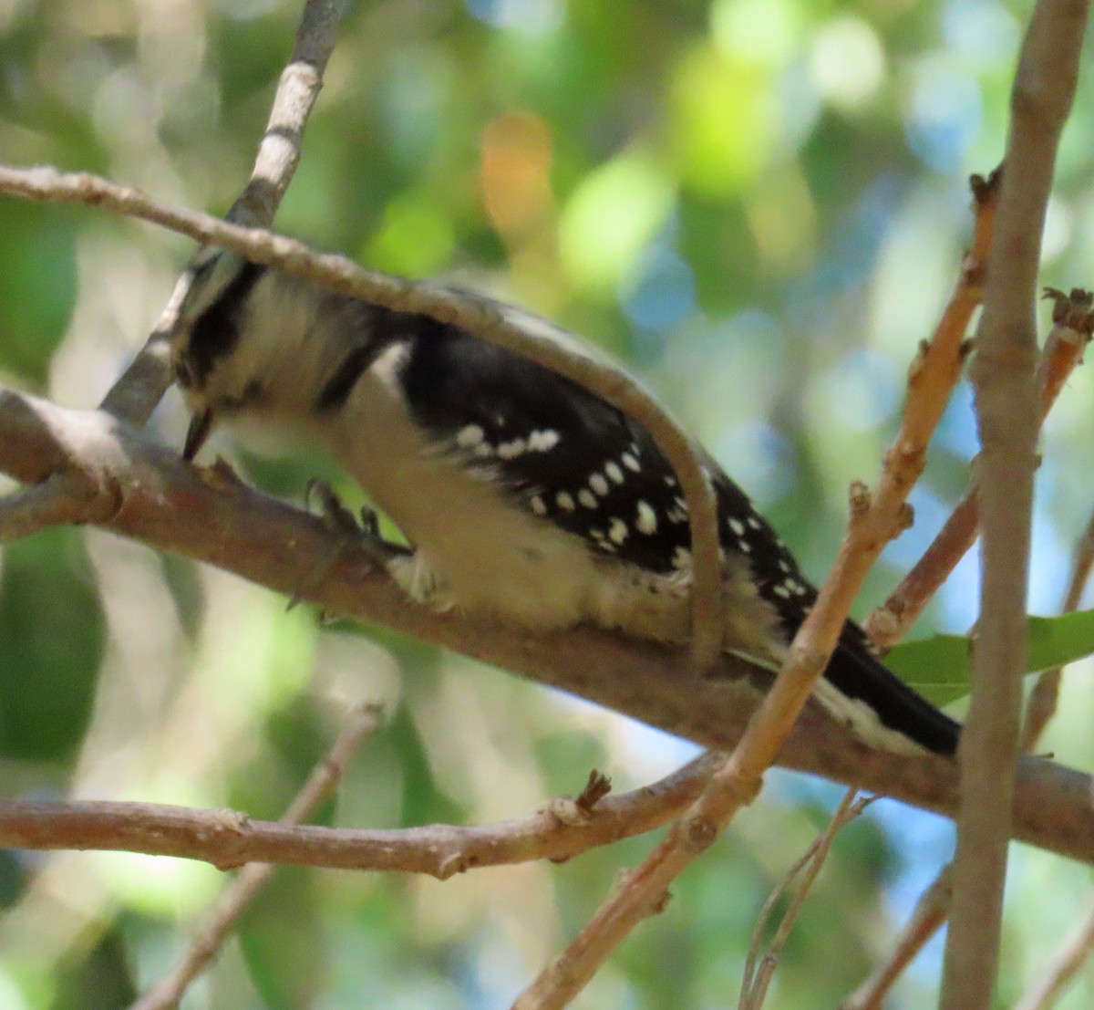 Downy Woodpecker - ML486080341