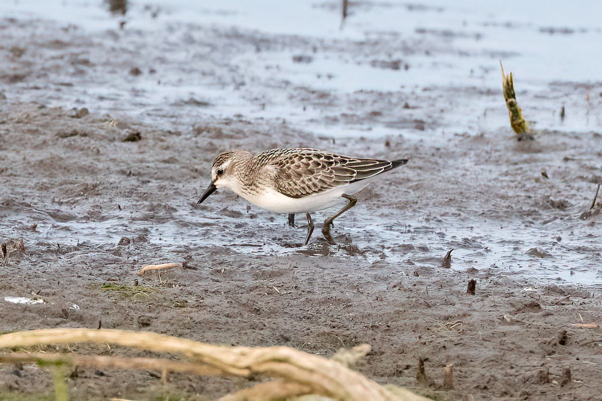 Semipalmated Sandpiper - ML486080761