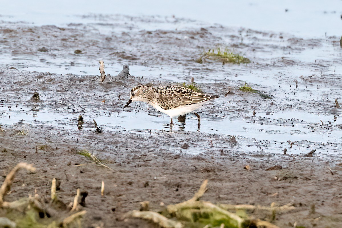 Semipalmated Sandpiper - ML486080781