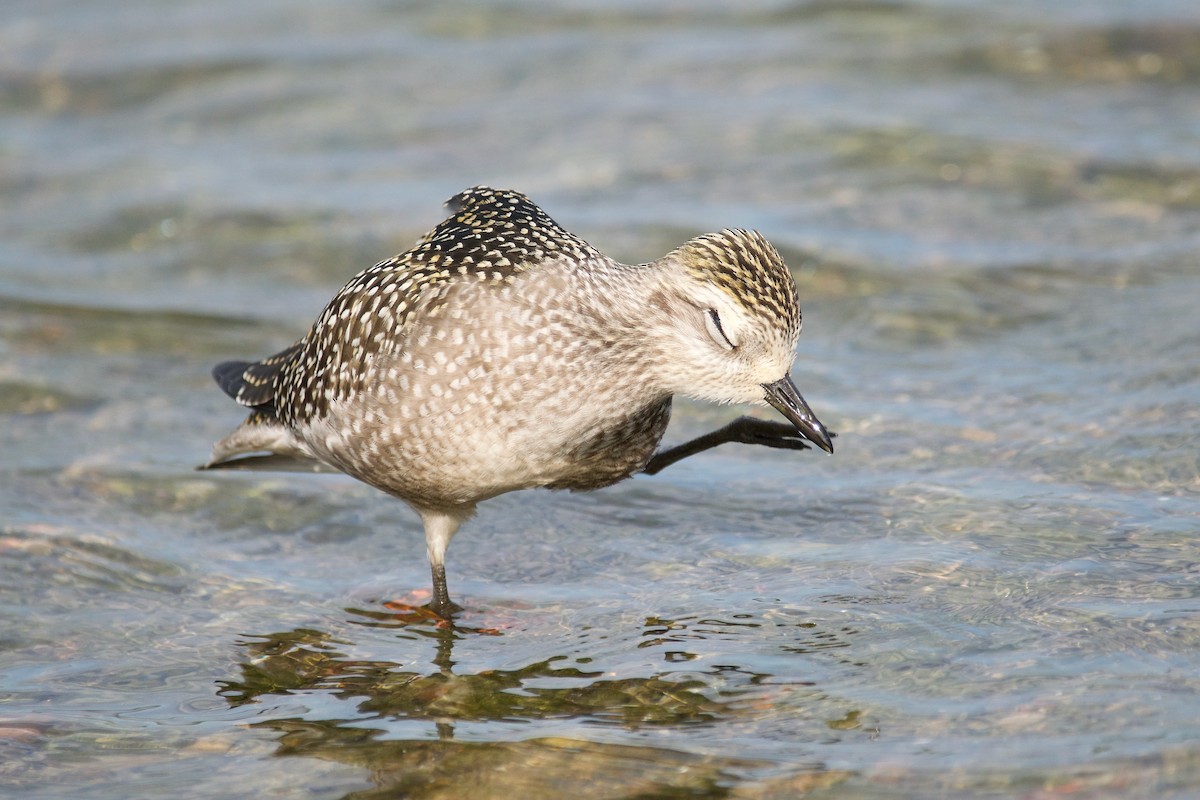 American Golden-Plover - Owen Strickland