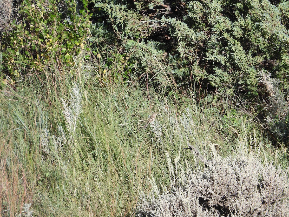 Field Sparrow - ML486081451