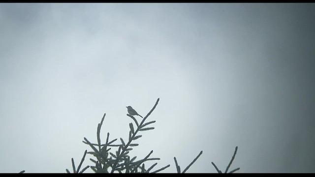 Alder Flycatcher - ML486081551