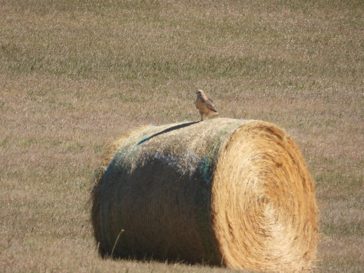 Red-tailed Hawk - Josip Turkalj