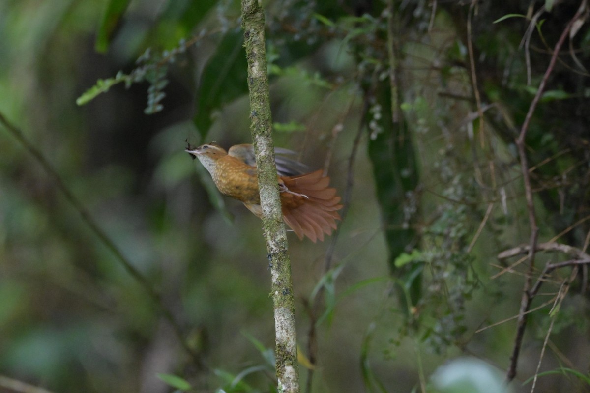 Ruddy Treerunner - ML486081651