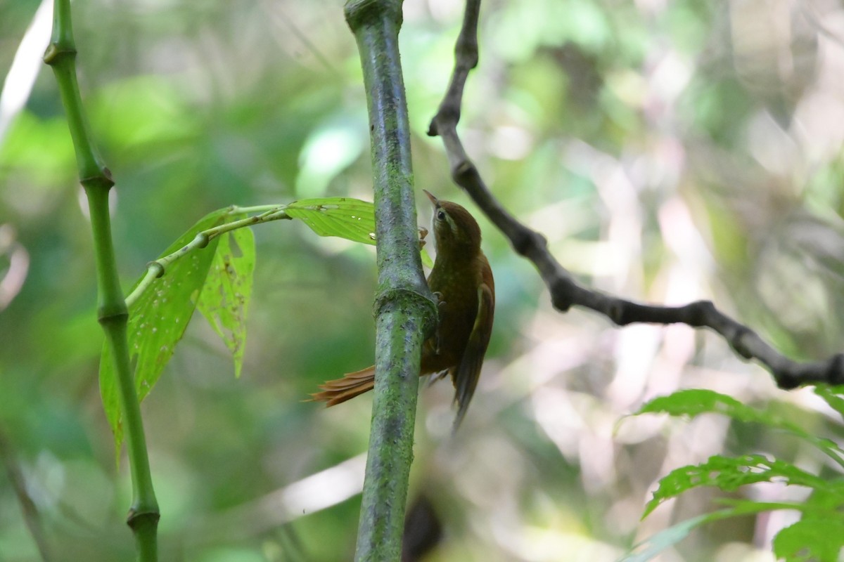 Ruddy Treerunner - ML486082021