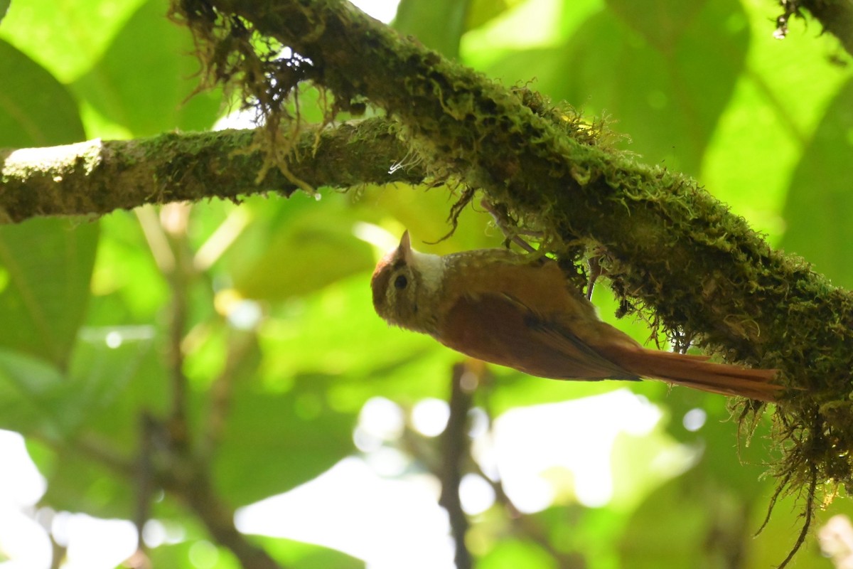 Ruddy Treerunner - ML486082031