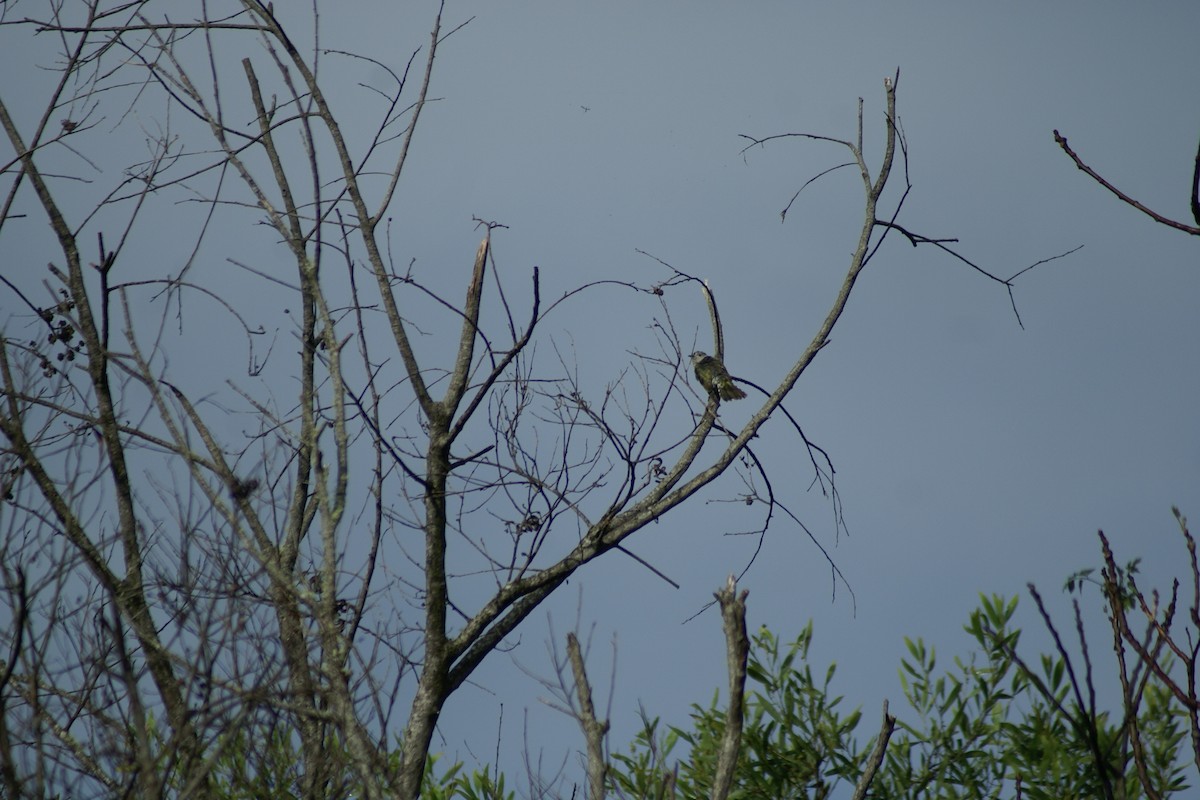 Shining Bronze-Cuckoo - ML486082611