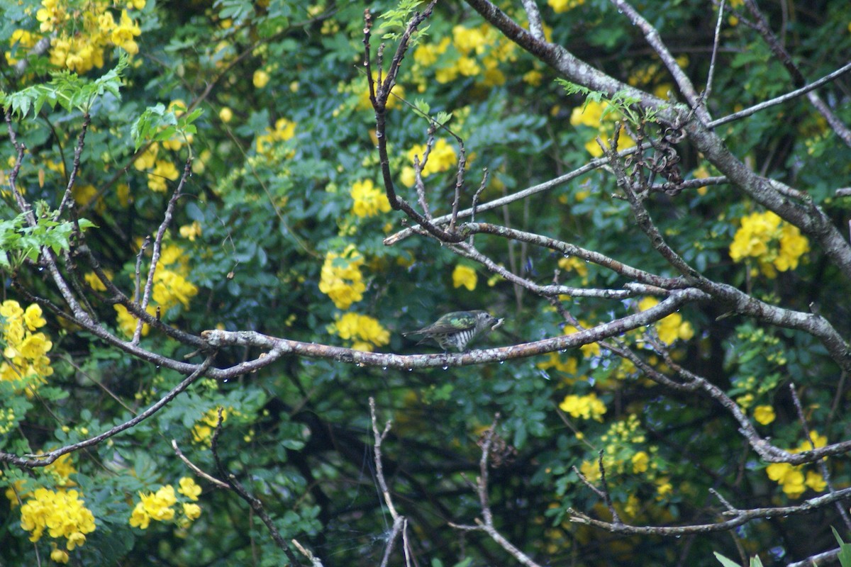 Shining Bronze-Cuckoo - ML486082781