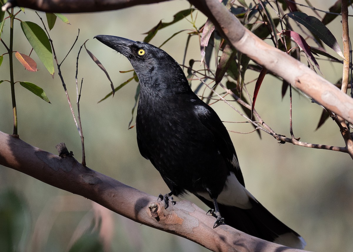 Pied Currawong - ML486082881