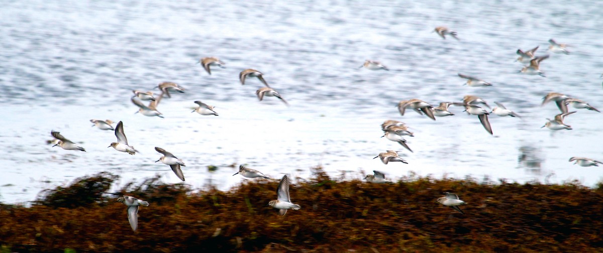 Western Sandpiper - ML486083311