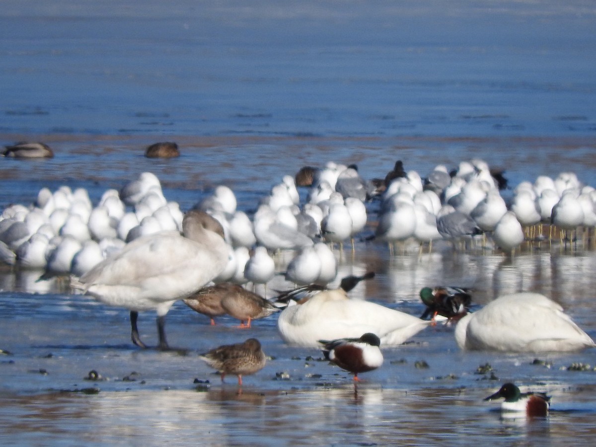 Ring-billed Gull - Aidan Coohill