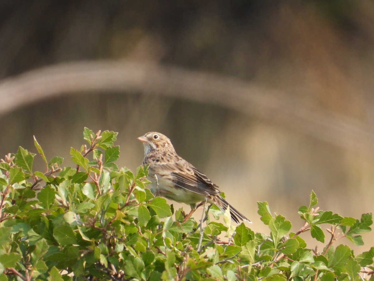 Vesper Sparrow - ML486085651