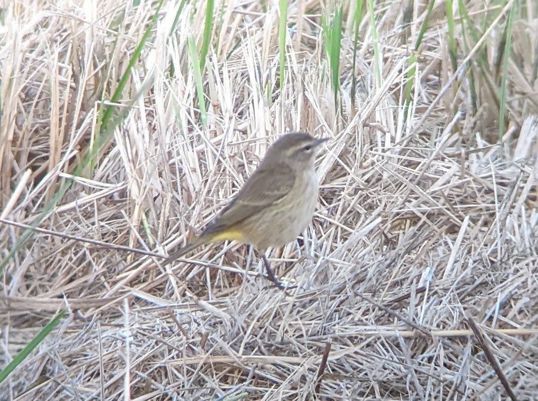 Palm Warbler - ML486086021