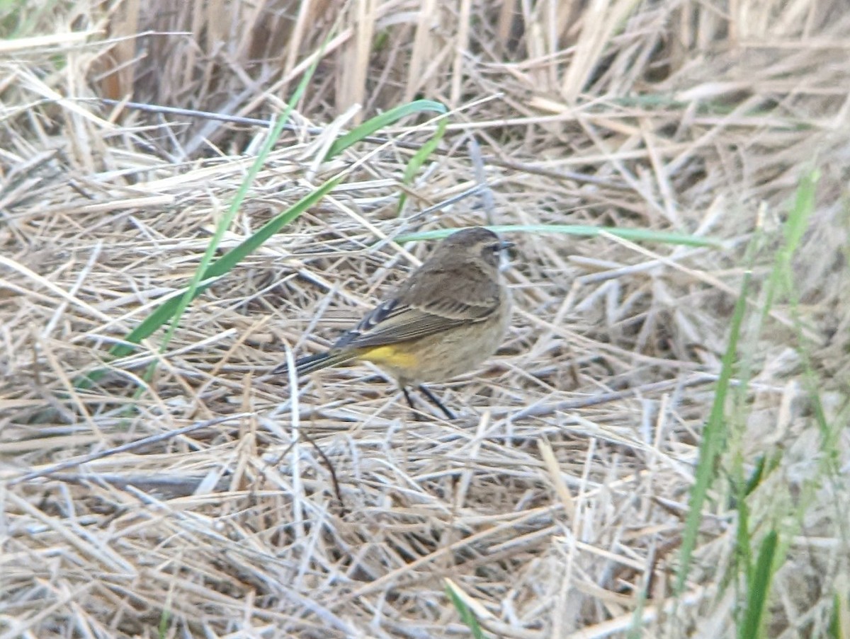 Palm Warbler - Cody Pham