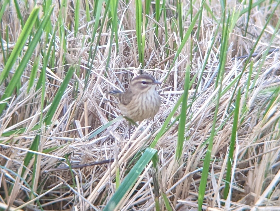 Palm Warbler - ML486086041