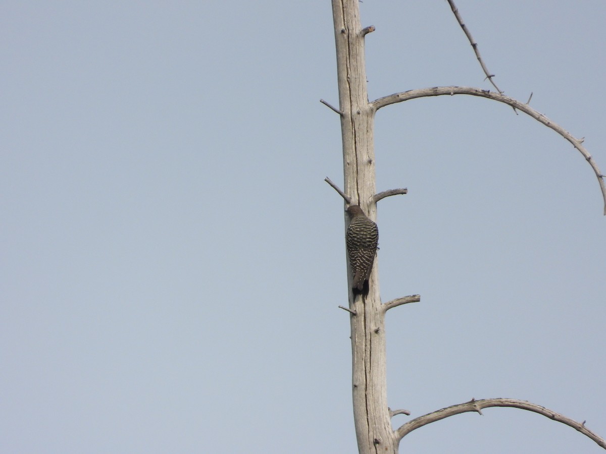 Northern Flicker - ML486086171