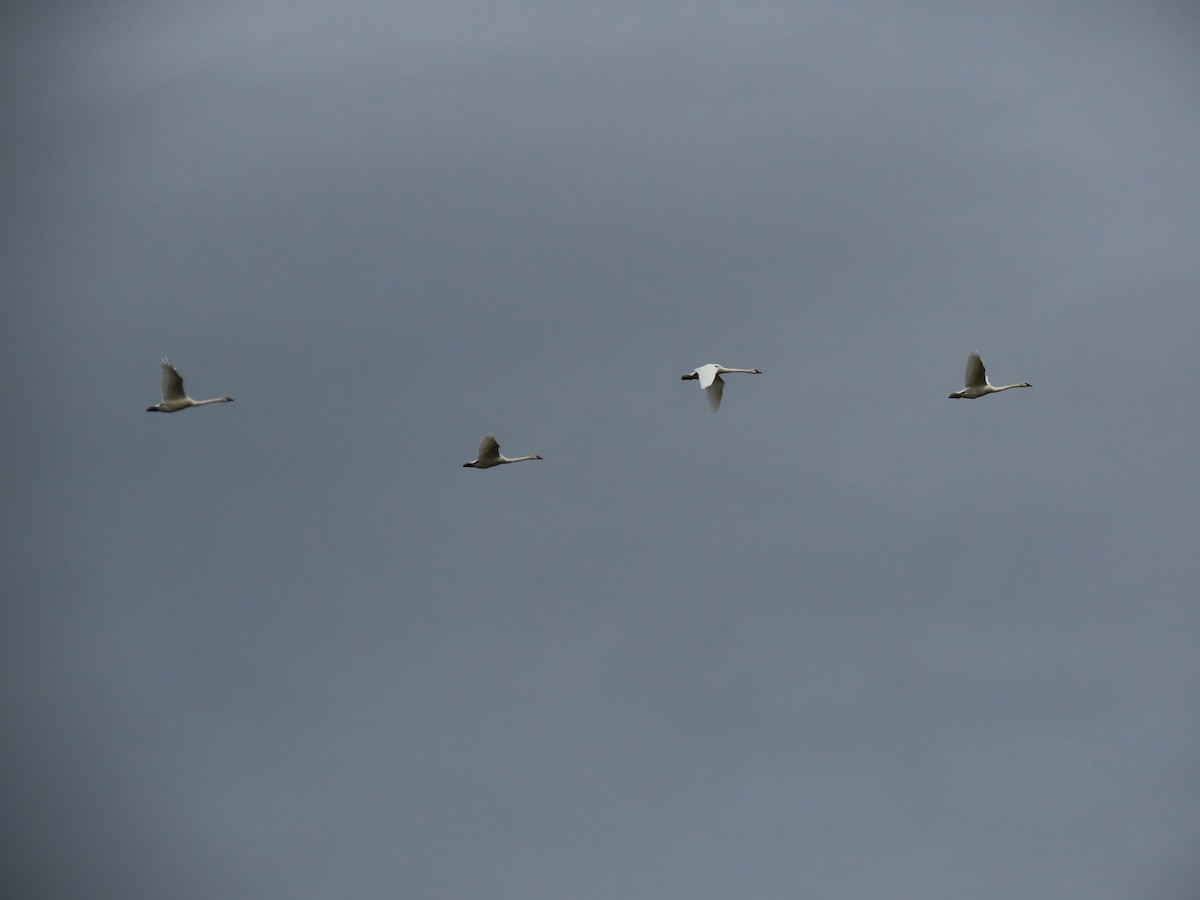 Trumpeter Swan - ML486087861