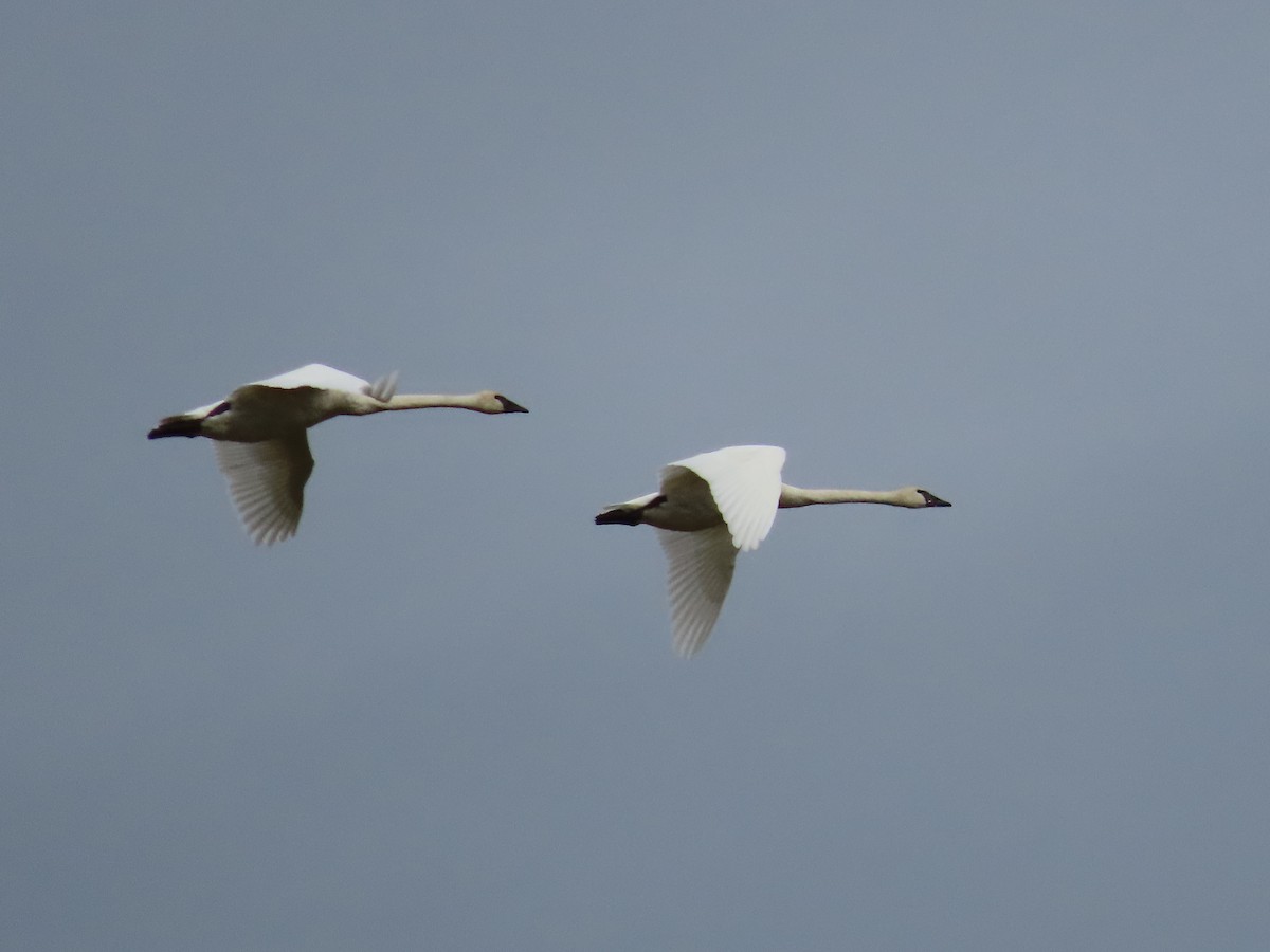 Trumpeter Swan - ML486087871