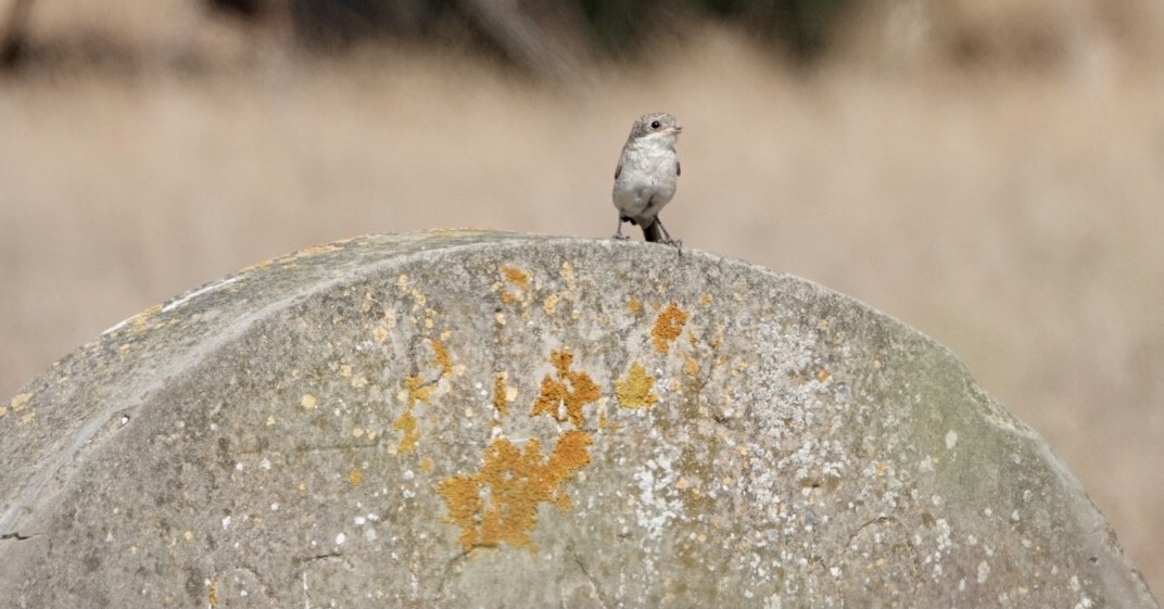 Woodchat Shrike - ML486087901