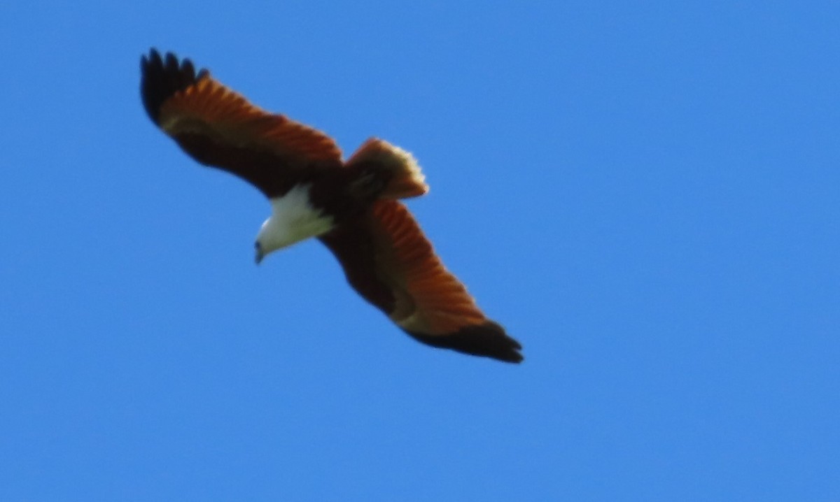 Brahminy Kite - ML486088281