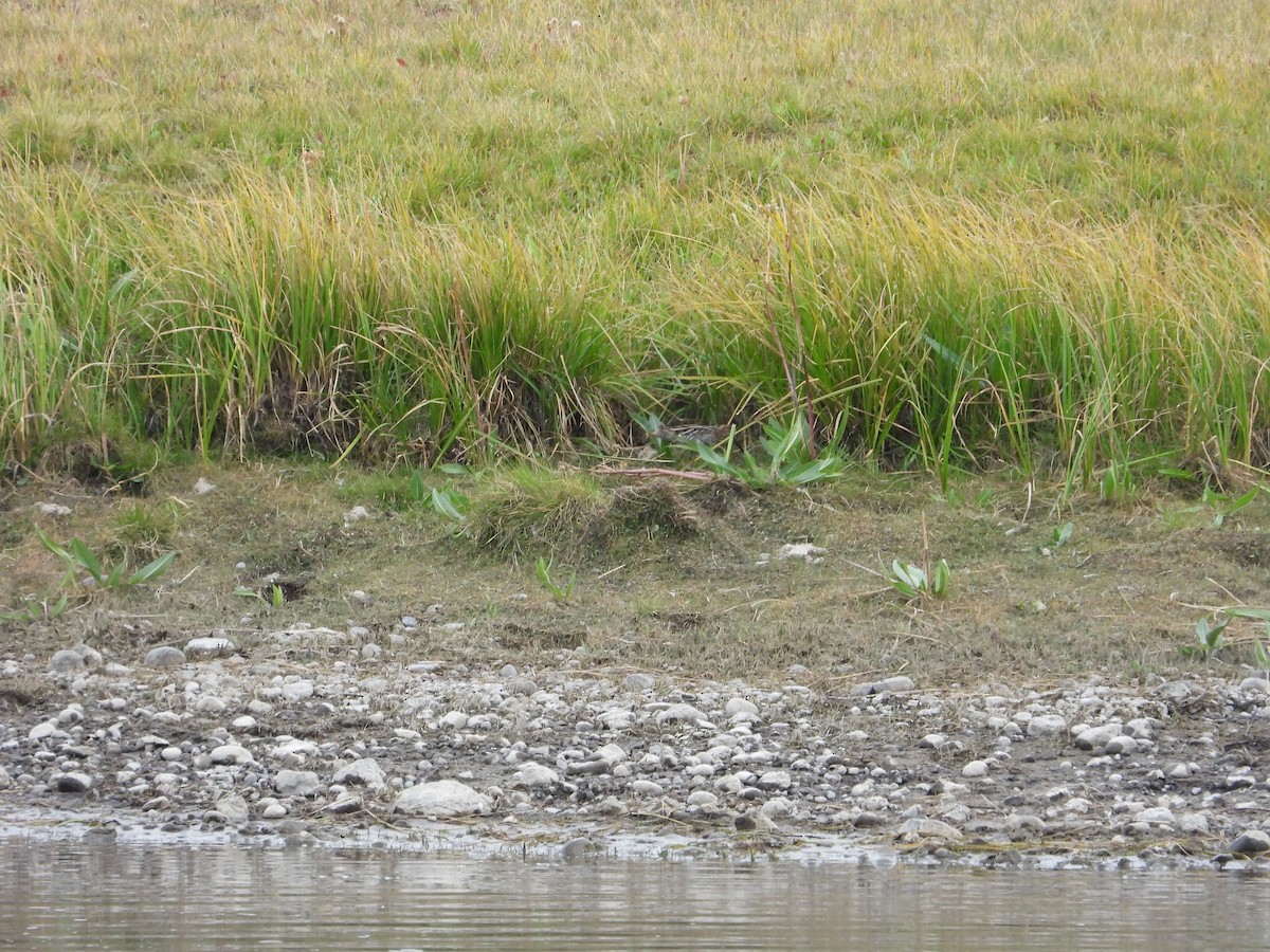 Wilson's Snipe - ML486088311