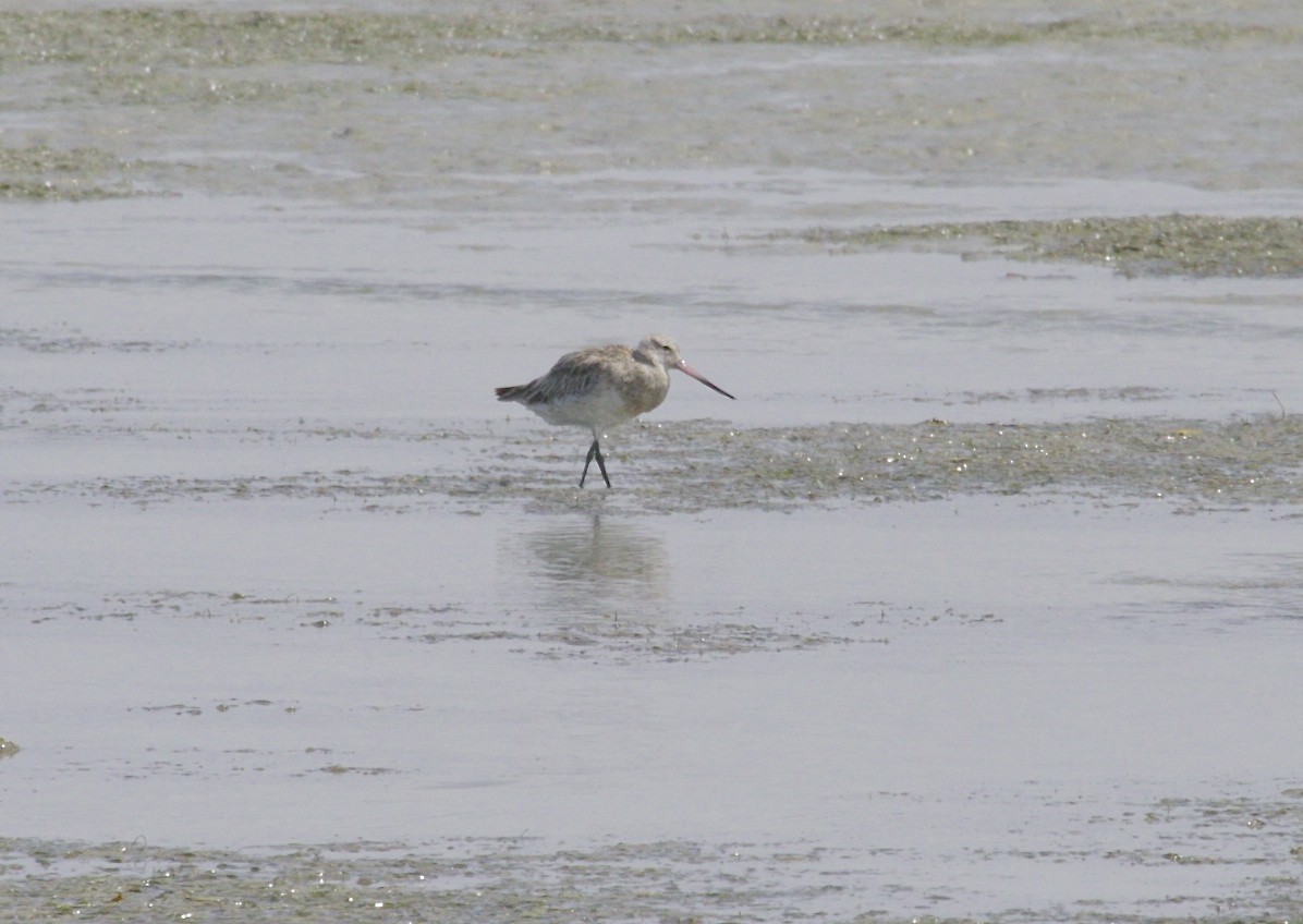 Bar-tailed Godwit - Gil Ewing