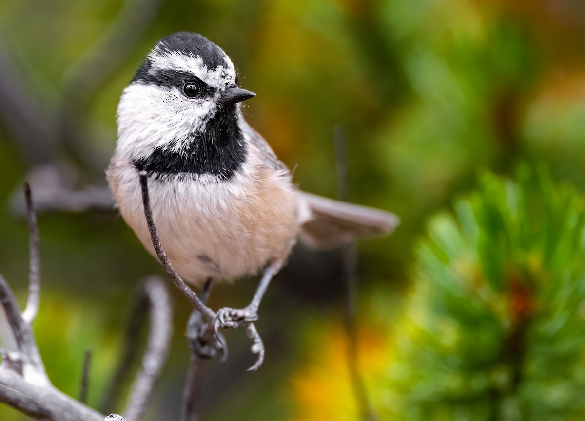 Mountain Chickadee - ML486090421