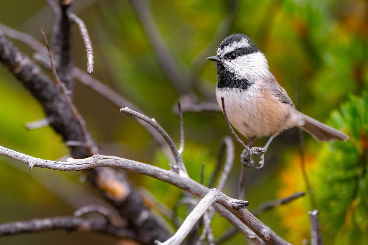 Mountain Chickadee - ML486090431