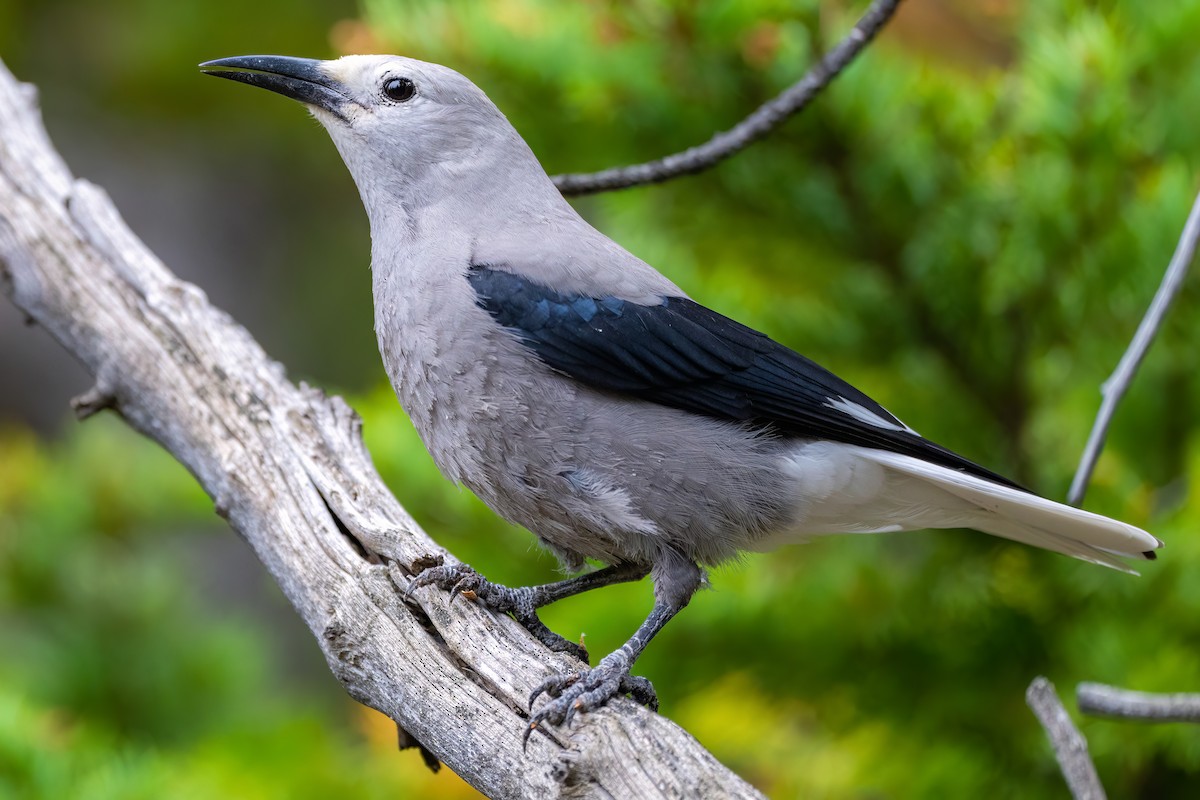 Clark's Nutcracker - ML486090521