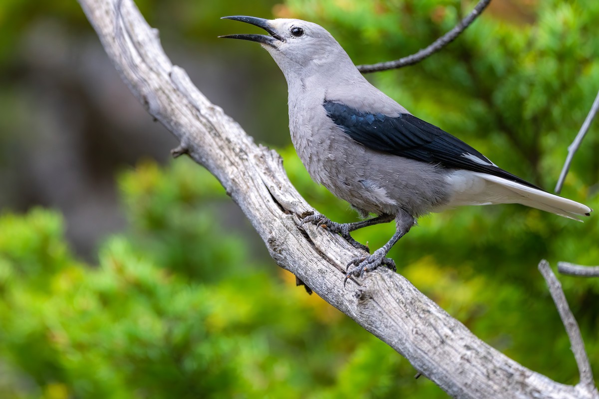 Clark's Nutcracker - ML486090531