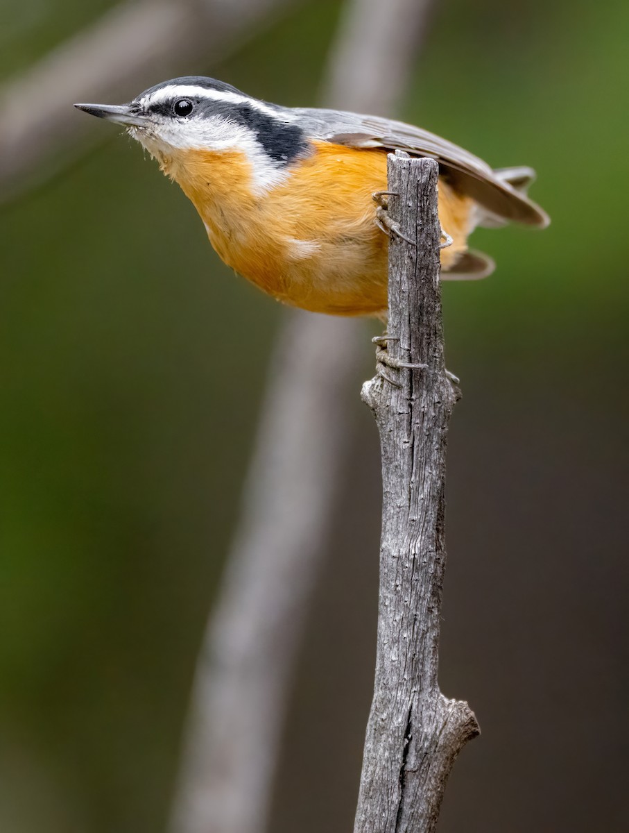 Red-breasted Nuthatch - ML486090571