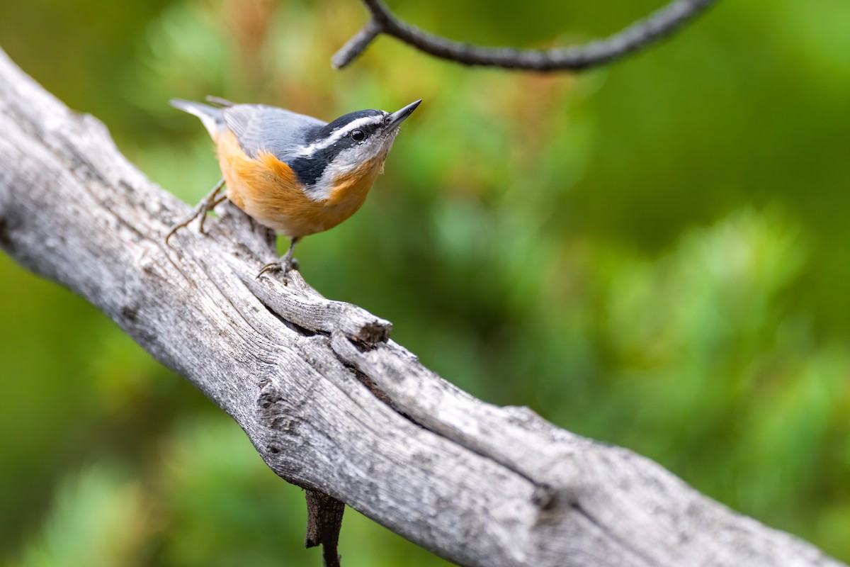 Red-breasted Nuthatch - ML486090591