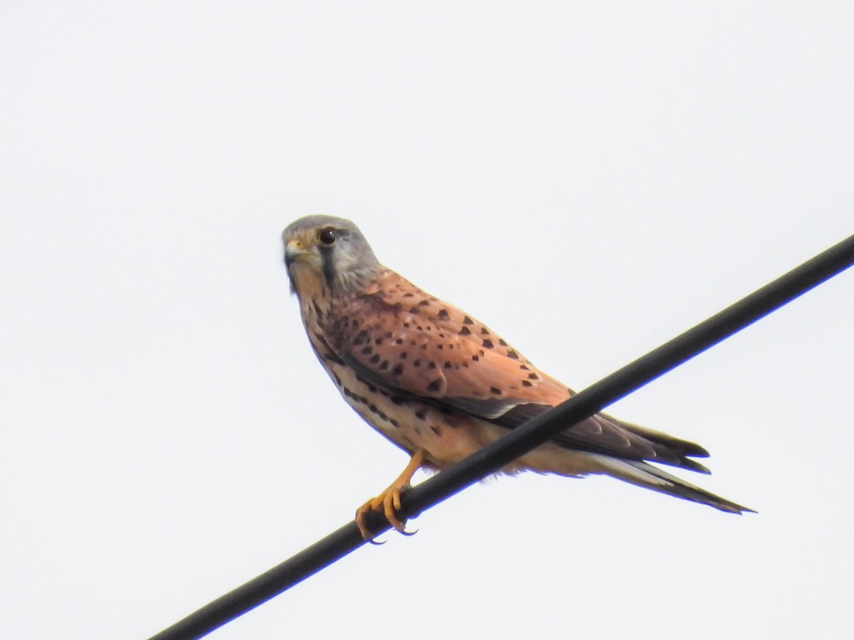 Eurasian Kestrel - ML486090631