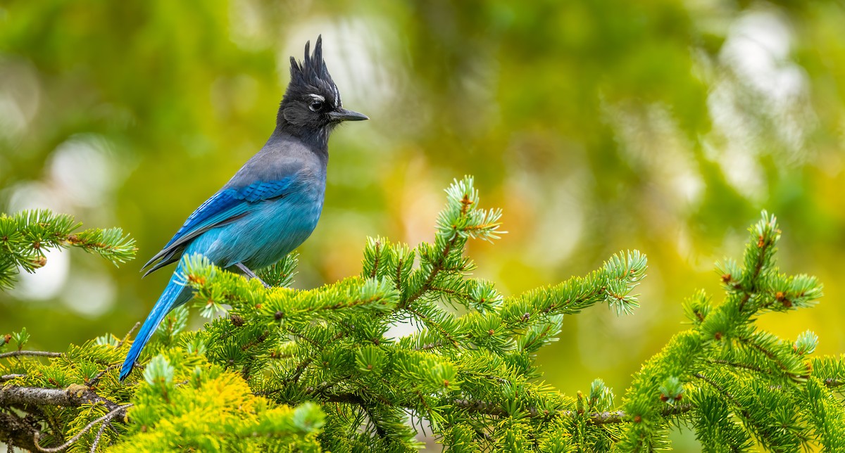 Steller's Jay - Matt Zuro