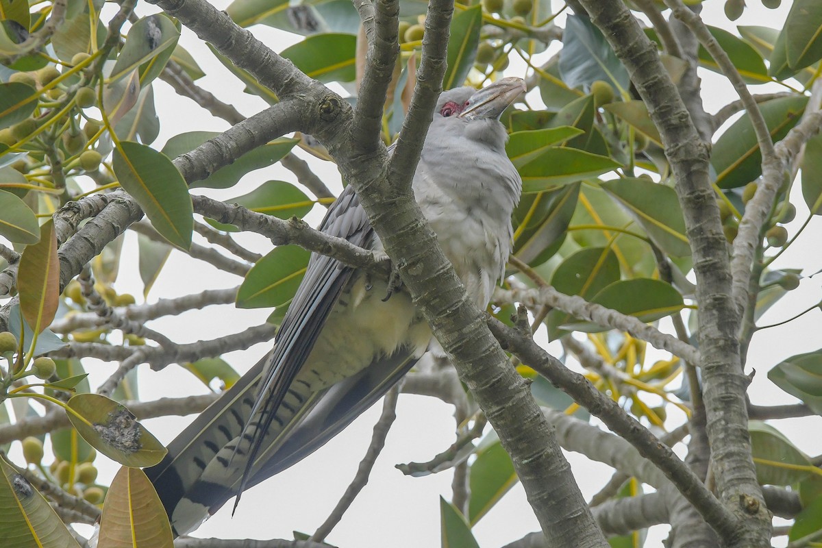 Channel-billed Cuckoo - Adam Fry