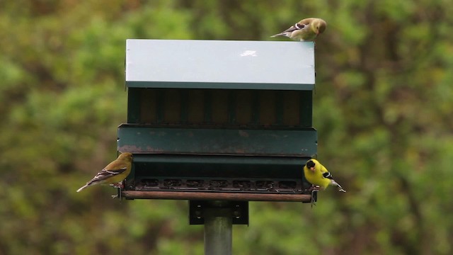 American Goldfinch - ML486093