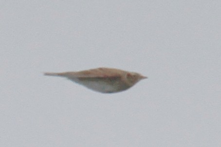 Eurasian Skylark - ML486093051