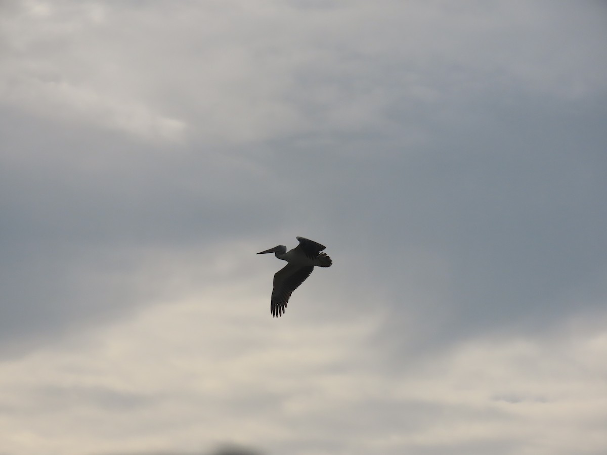 Pink-backed Pelican - ML486093171