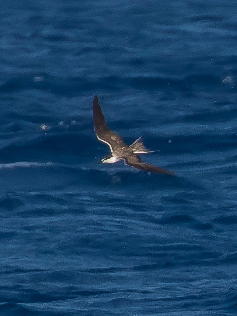 Bridled Tern - Milan Martic