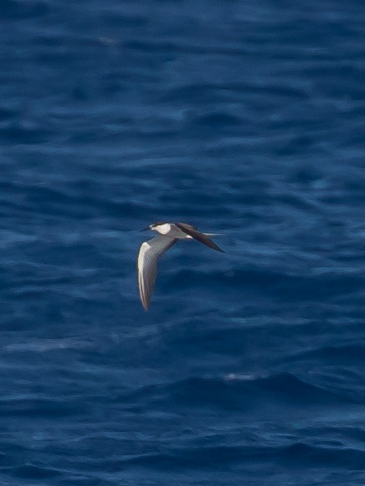 Bridled Tern - ML486093791