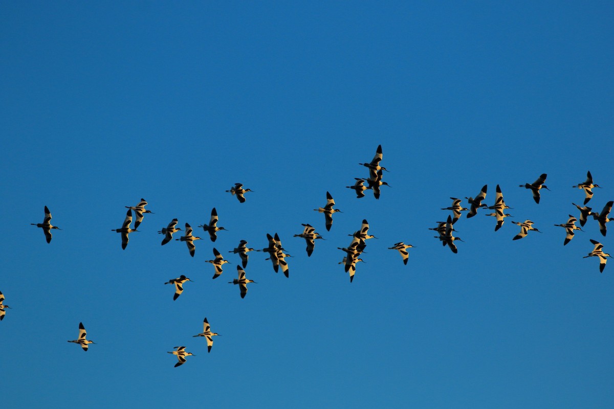 Pied Avocet - ML48609381