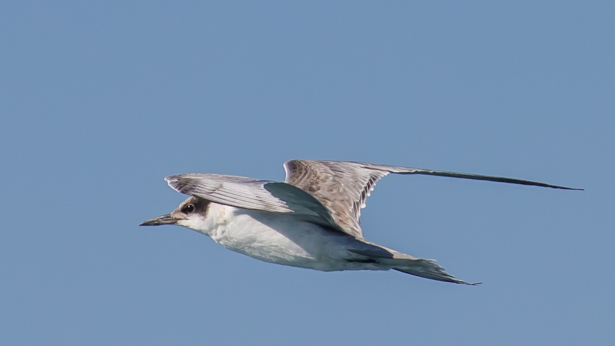 White-cheeked Tern - Milan Martic
