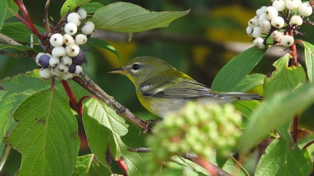 Northern Parula - ML486095031